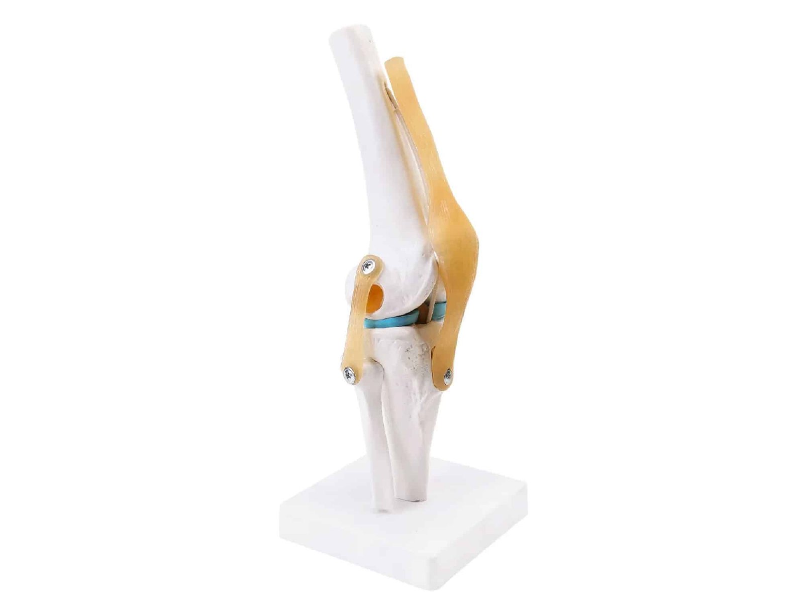 Torse asexué 85 cm (20 pièces)