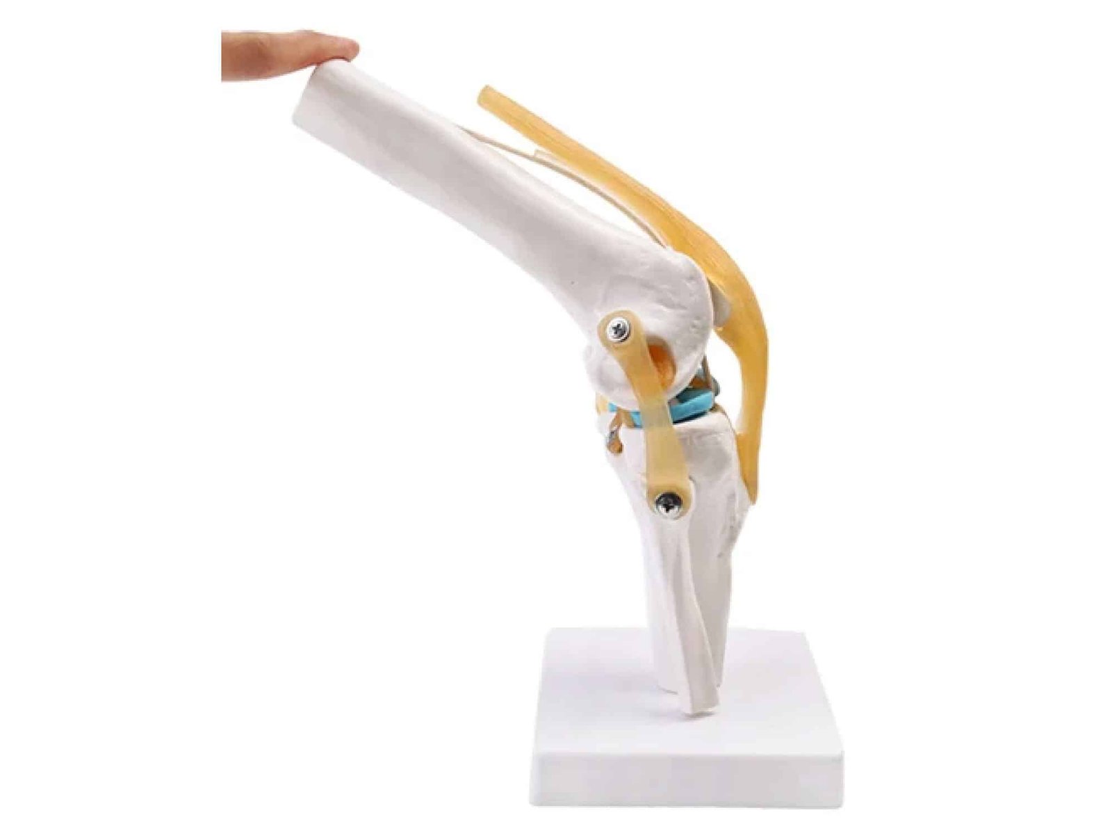 Articulation de genou avec ligaments