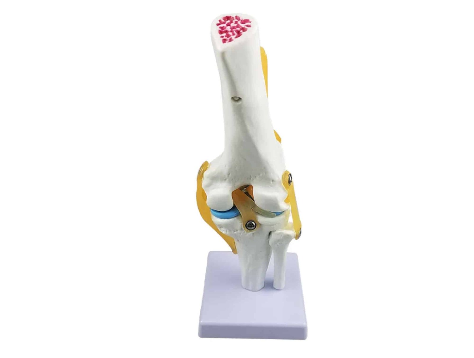 Articulation de genou avec ligaments