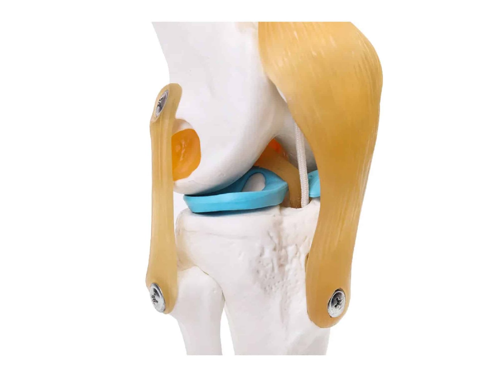 Articulation de genou avec ligaments