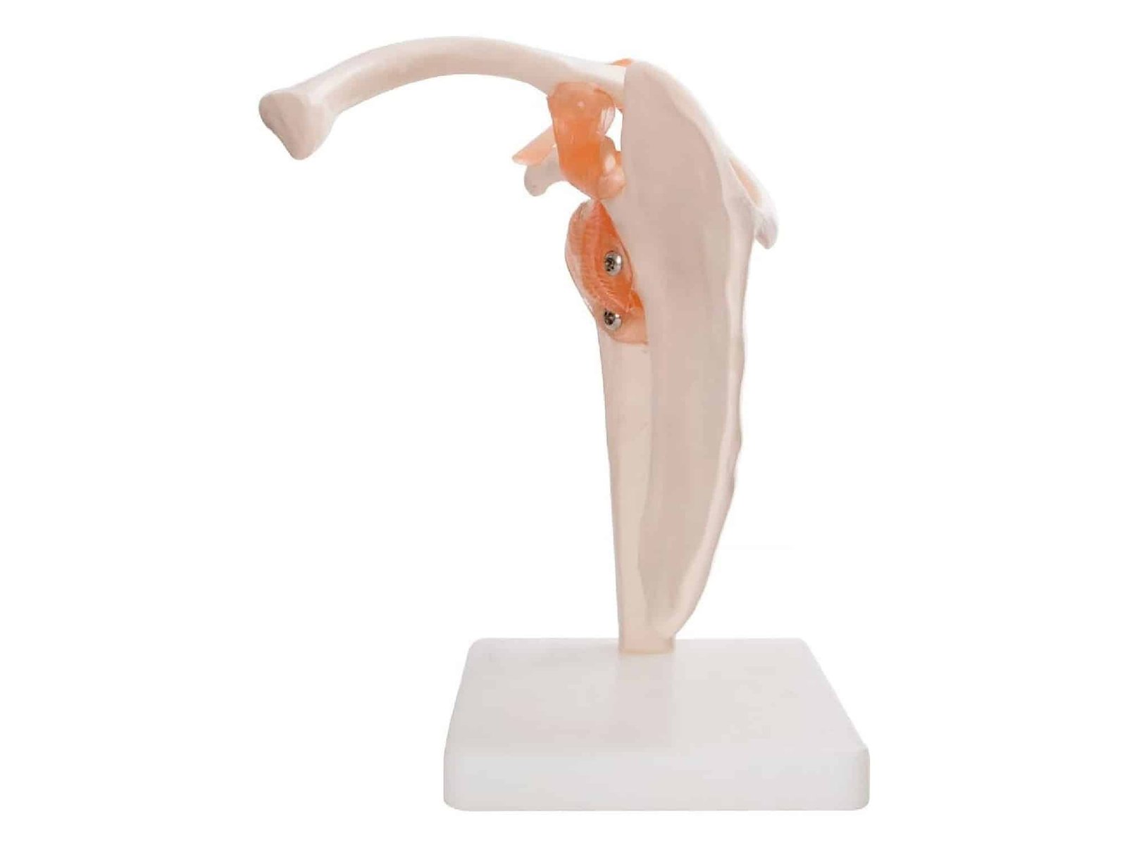 Articulation de l’epaule avec ligaments