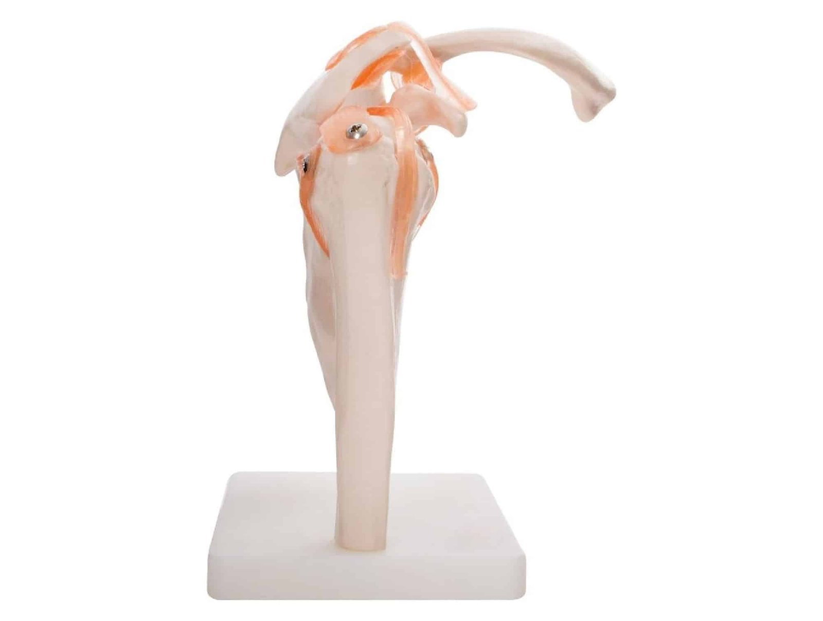 Articulation de l’epaule avec ligaments
