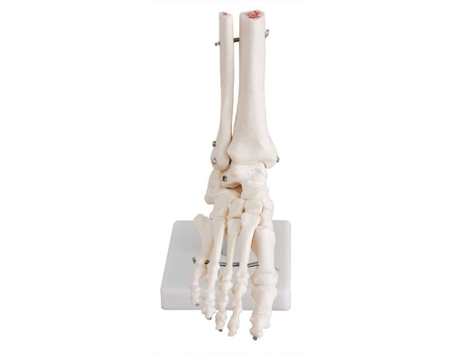 Coupe transversale du bassin féminin