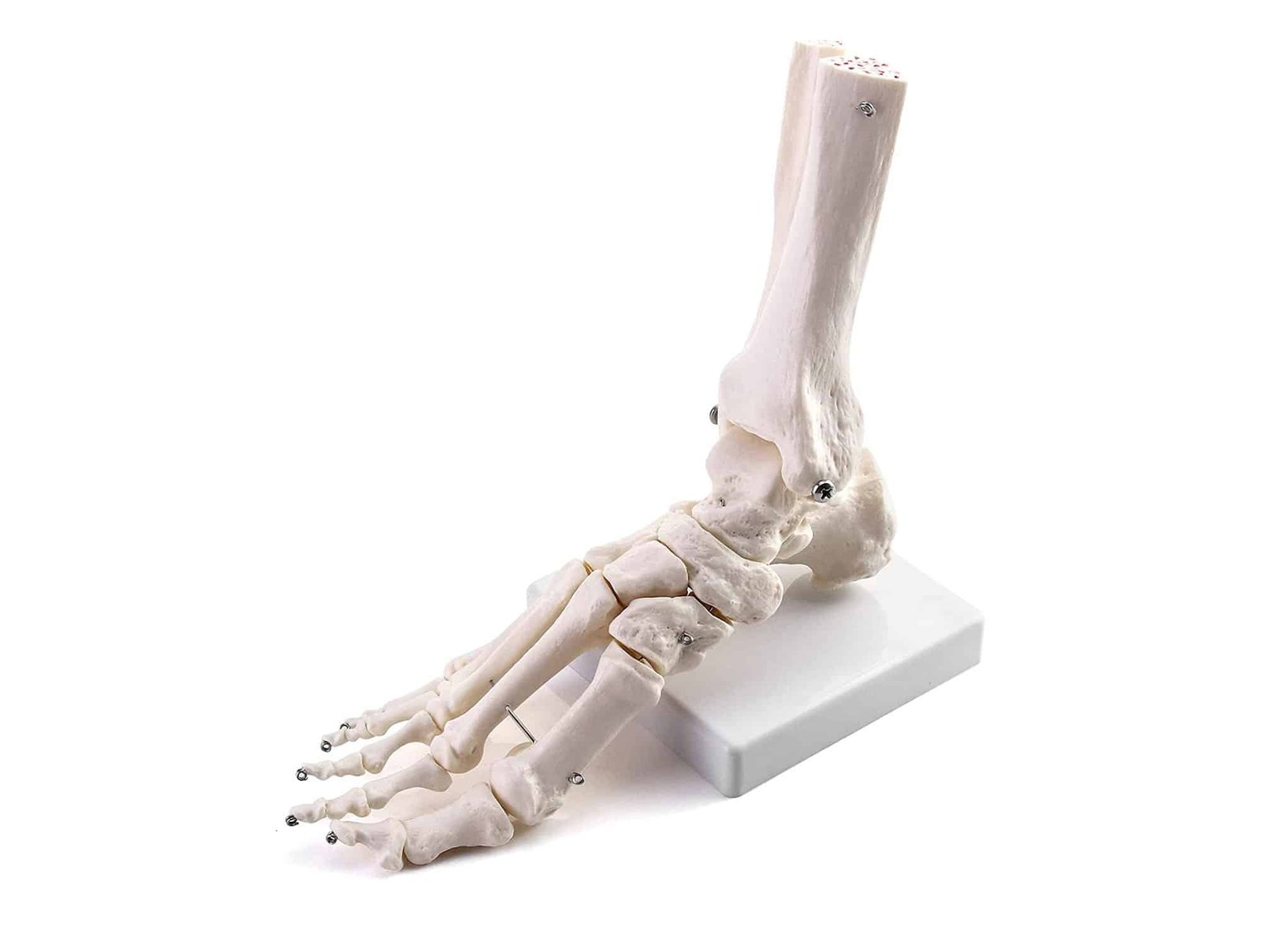 Articulation du pied 3 pièces