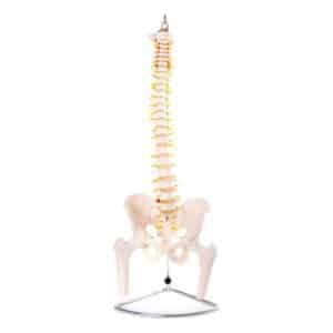 Colonne vertébrale Flexible avec bassin