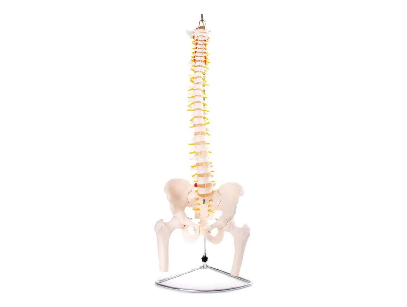 Torse unisex miniature 45 cm (23 pièces)
