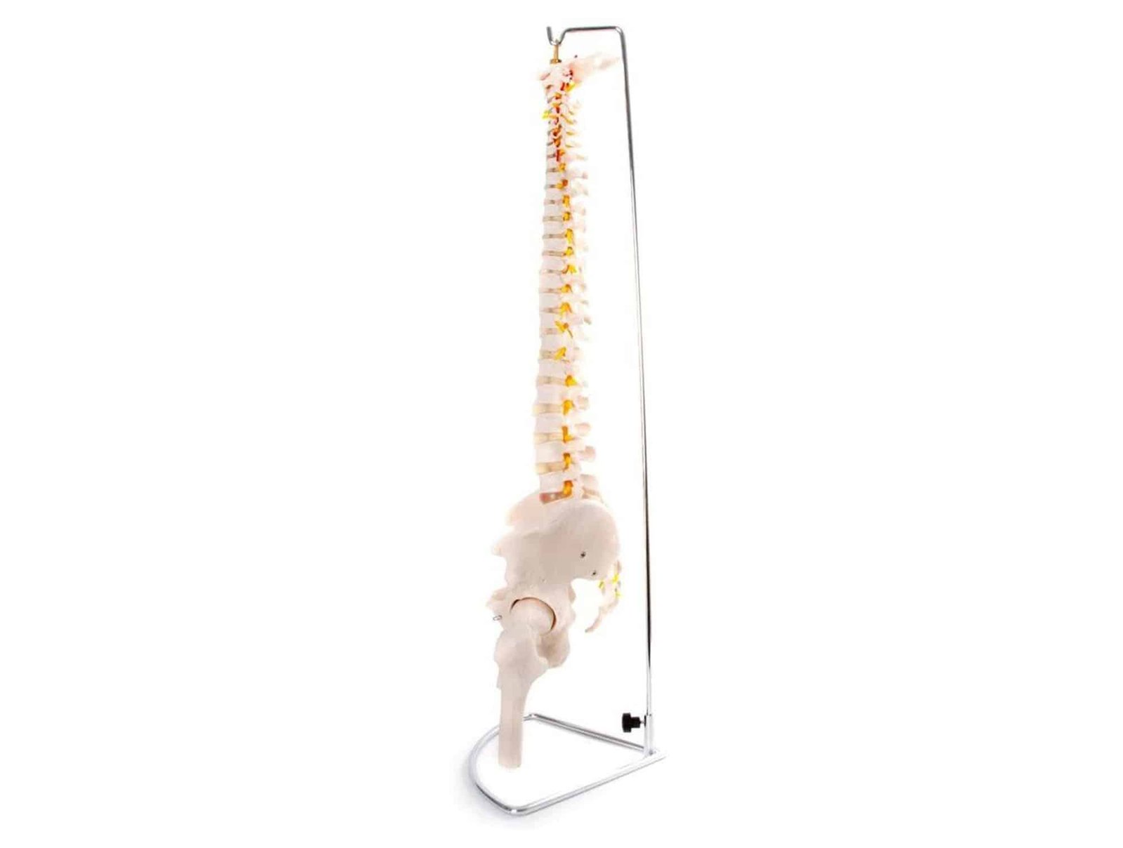 Colonne vertébrale Flexible avec bassin
