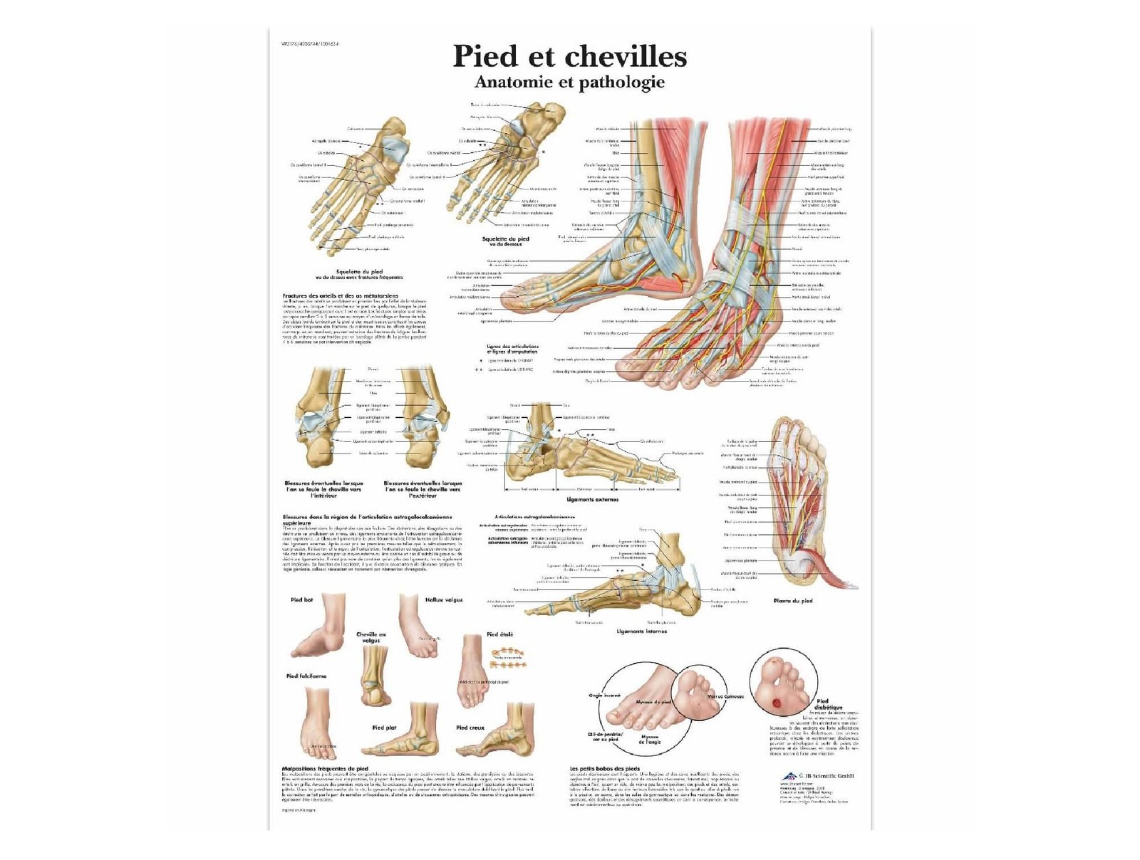 Articulation du pied 3 pièces
