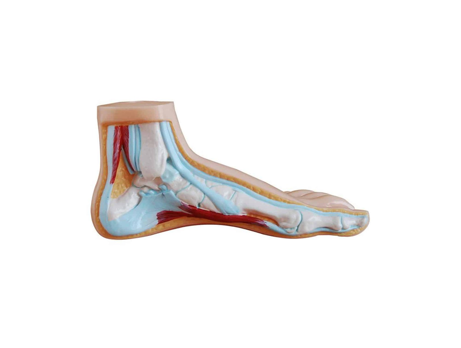 Pieds normal plat et creux