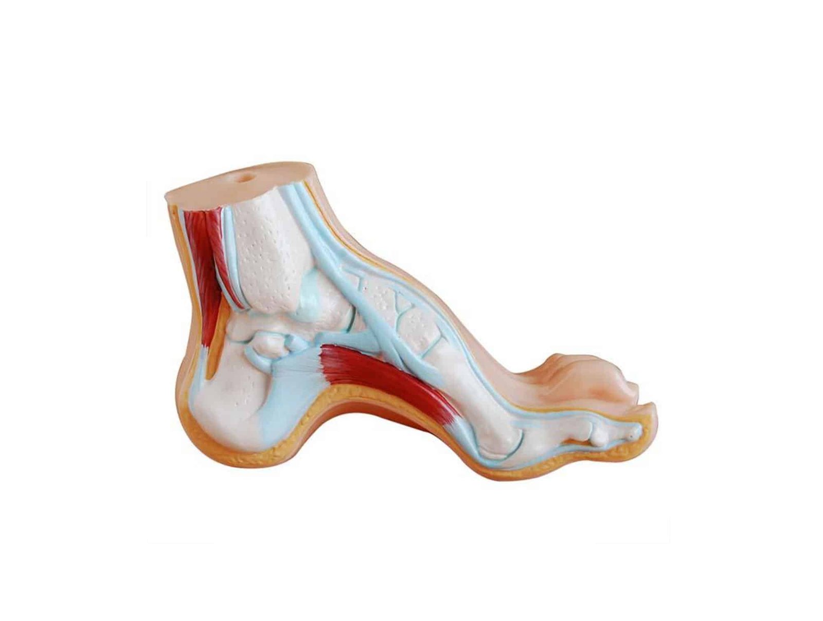 Pieds normal plat et creux