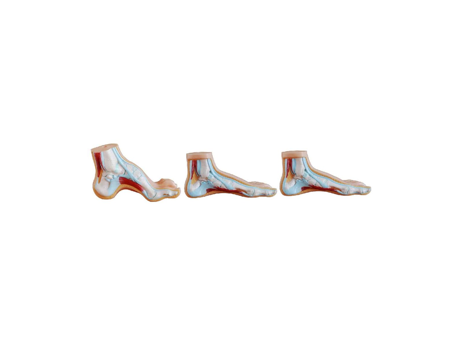 Articulation du pied 3 pièces