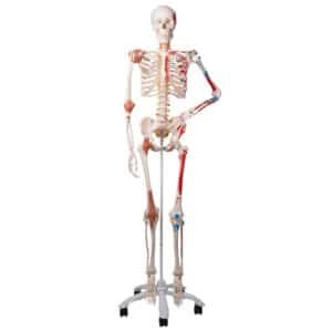 Squelette humain avec muscles et ligaments 180 cm