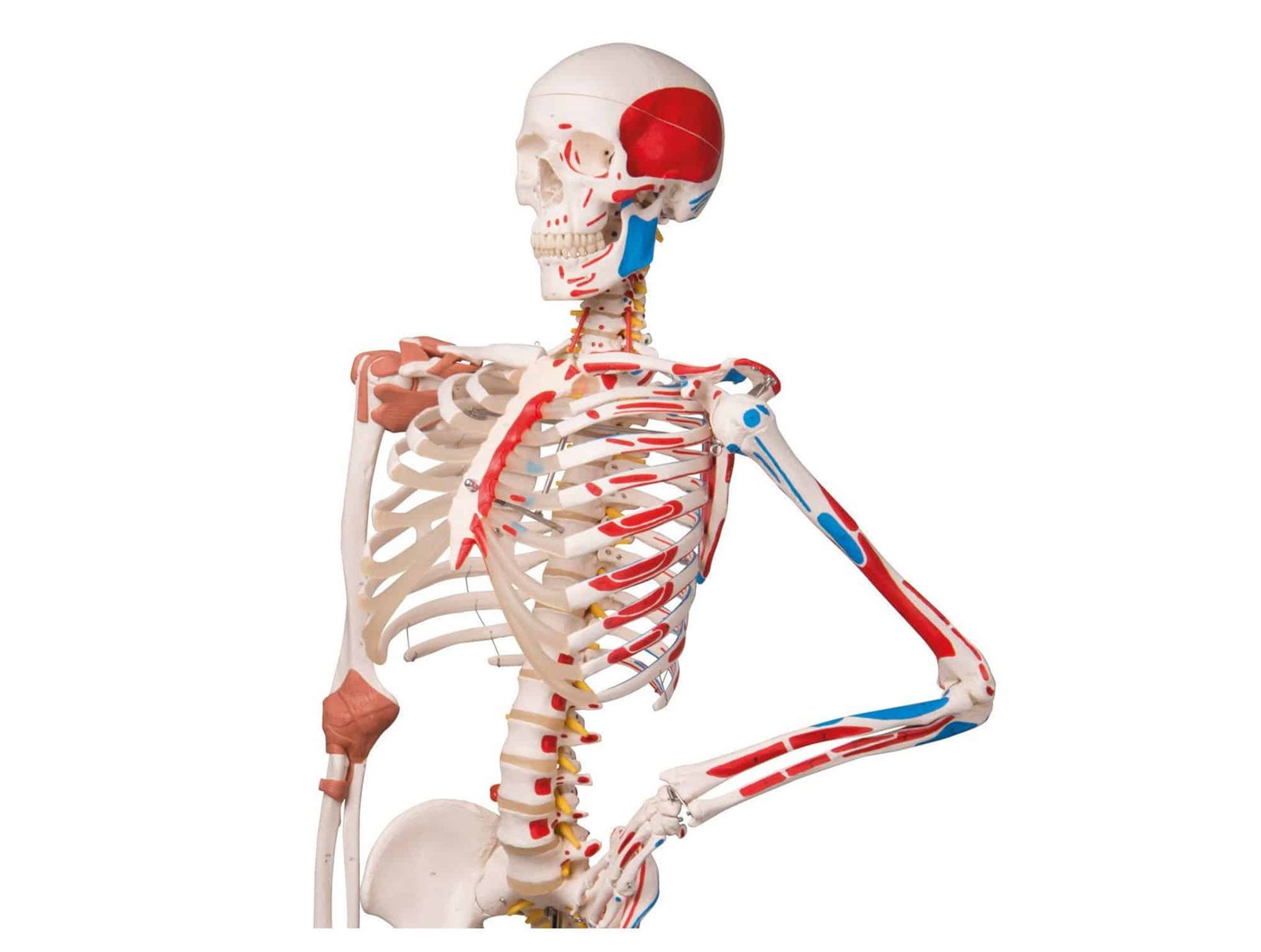 Squelette humain avec muscles et ligaments 180 cm