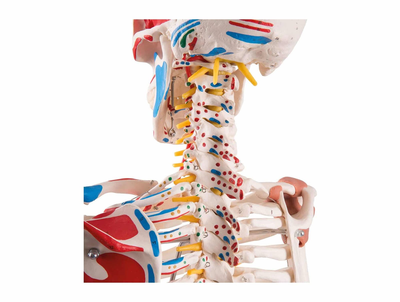 Squelette humain avec muscles et ligaments 180 cm