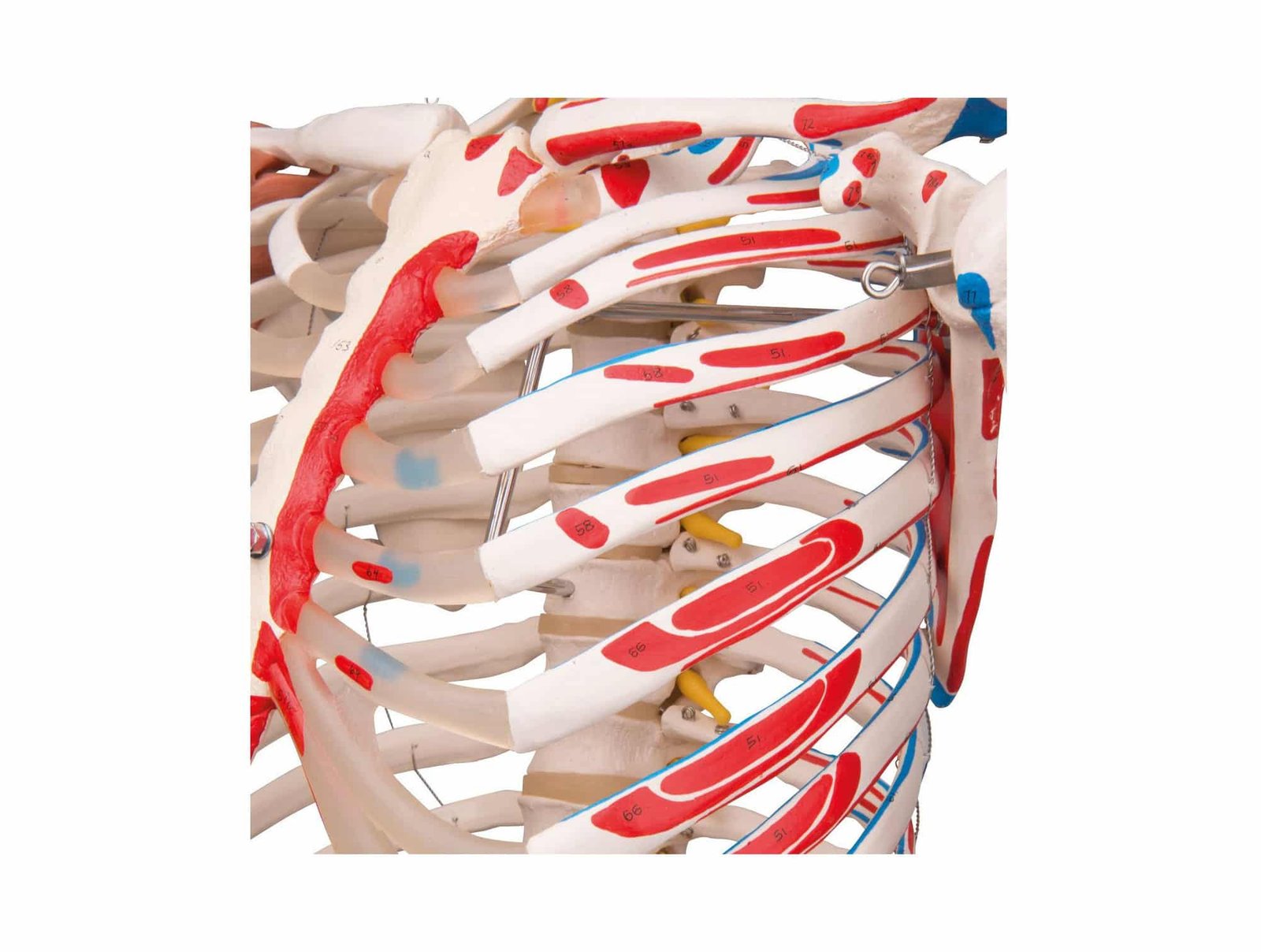 Squelette humain avec muscles et ligaments 180 cm