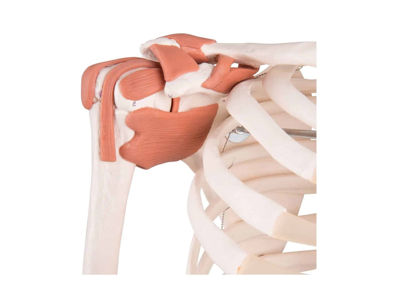 Squelette humain avec muscles et ligaments 180 cm