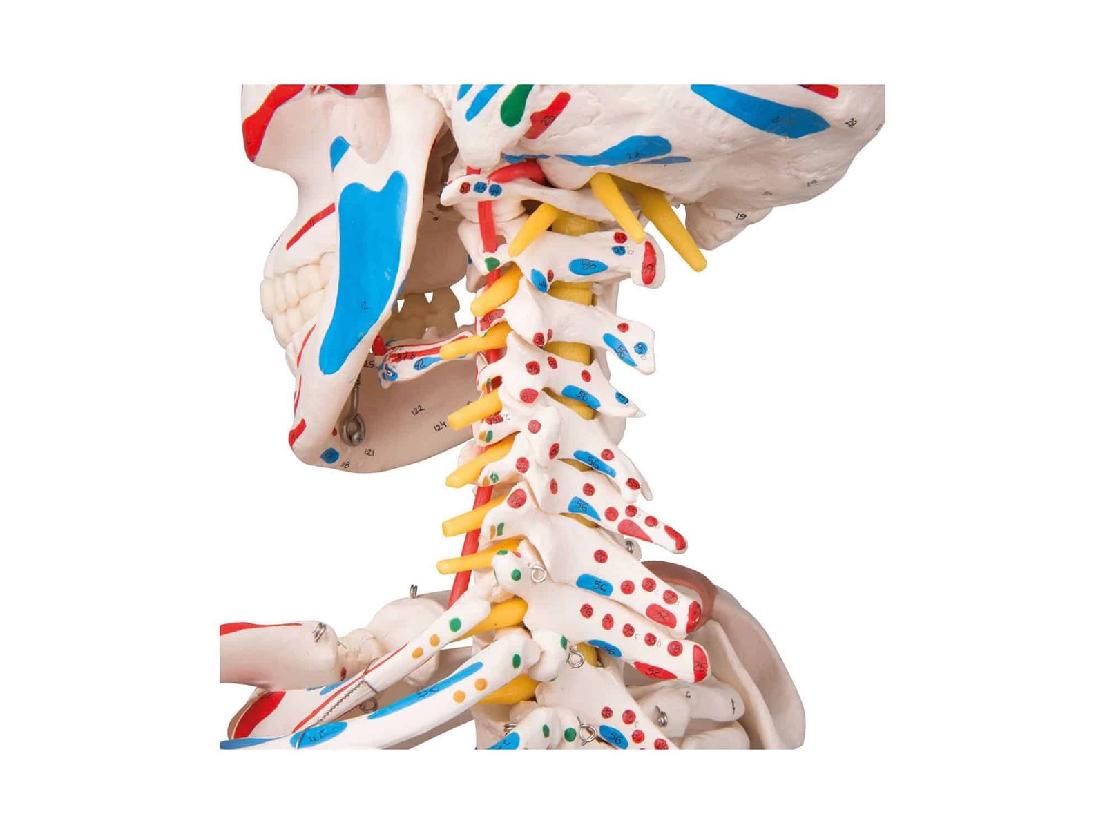 Squelette humain avec muscles et ligaments 180 cm
