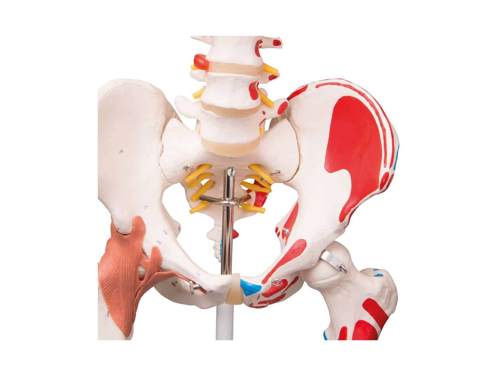 Squelette humain avec muscles et ligaments 180 cm