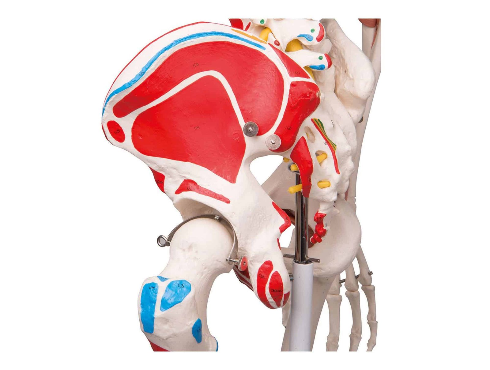 Squelette humain avec muscles et ligaments 180 cm