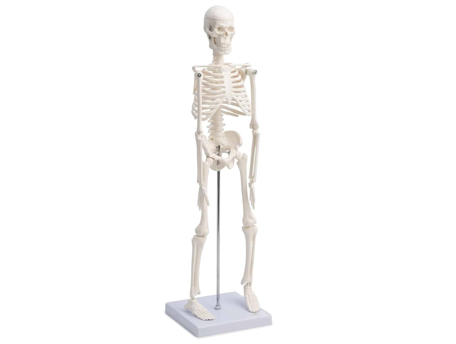 Squelette humain sur support roulant 180 cm