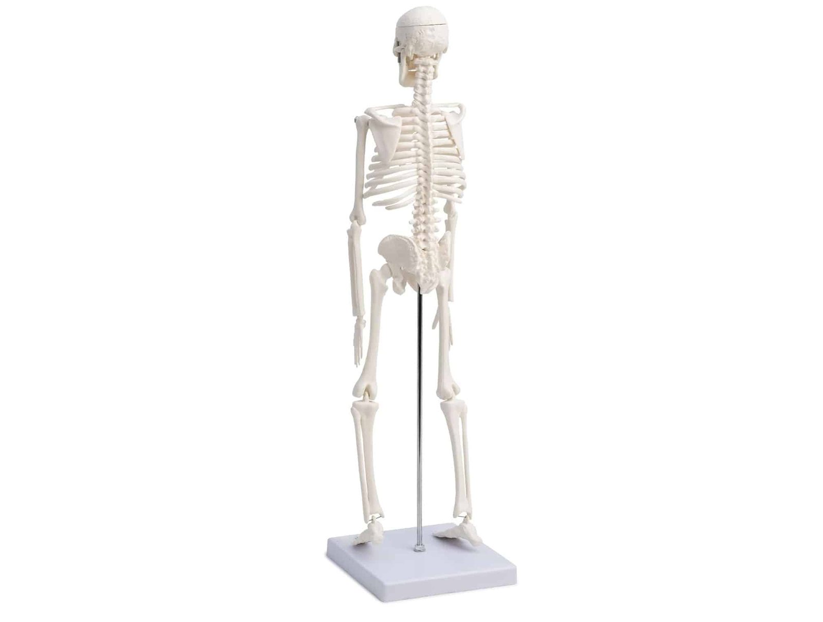 Squelette humain sur support roulant 180 cm