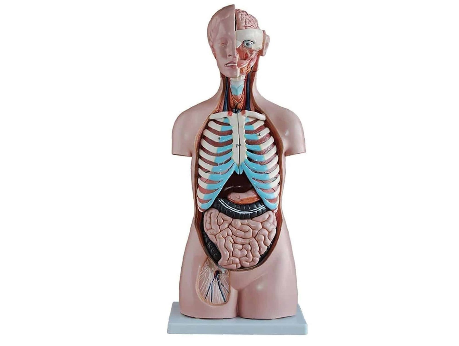 Torse asexué 85 cm (20 pièces)