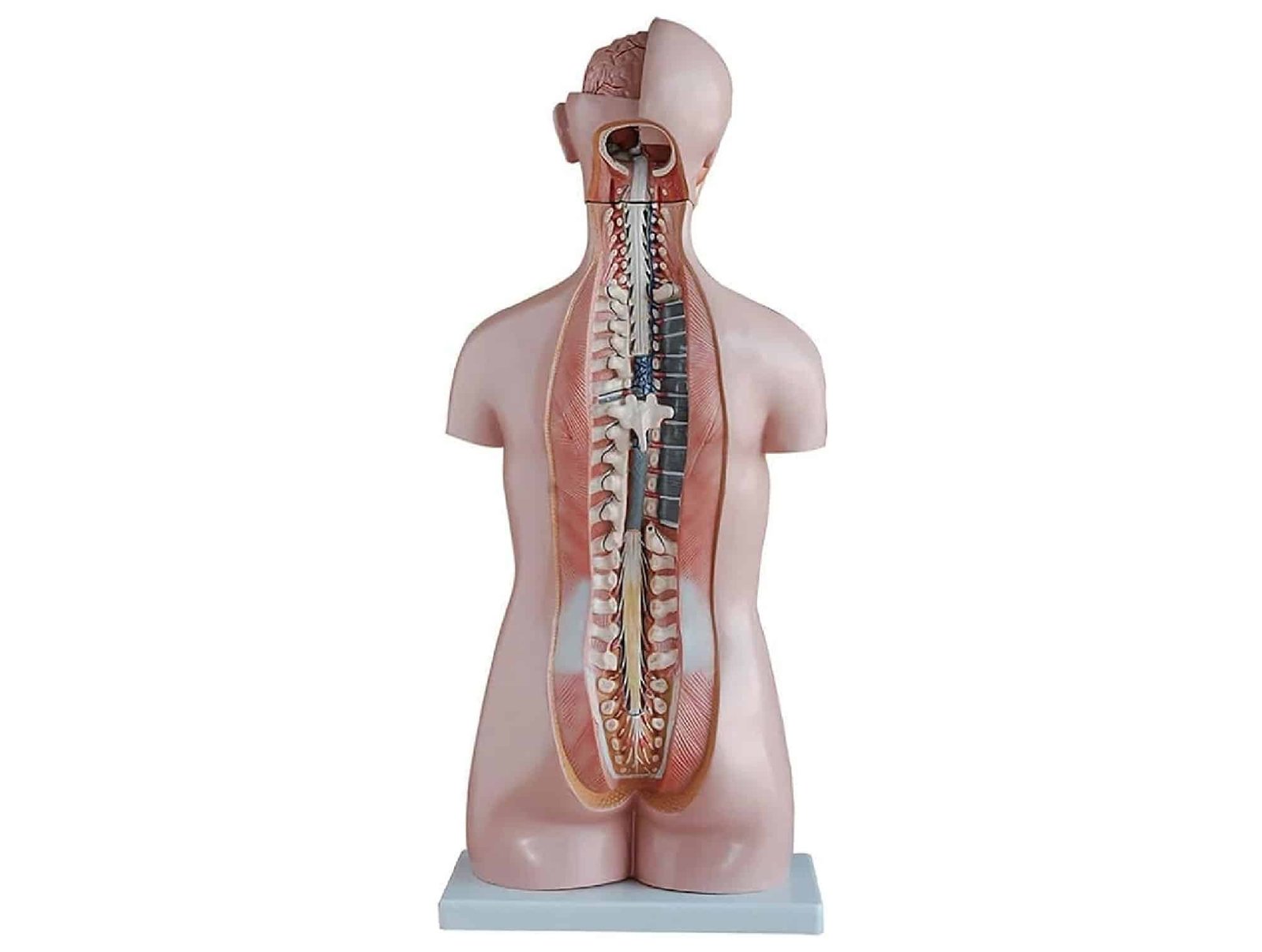 Torse asexué 85 cm (20 pièces)