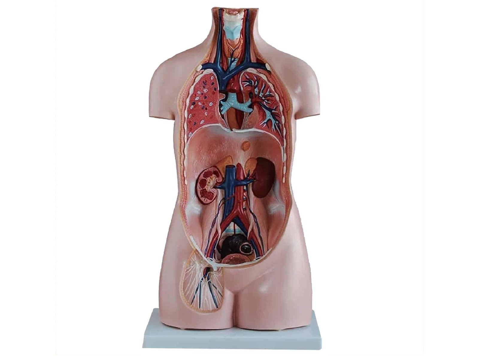 Torse asexué 85 cm (20 pièces)