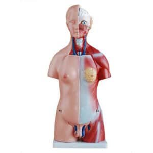 Torse unisex miniature 45 cm (23 pièces)