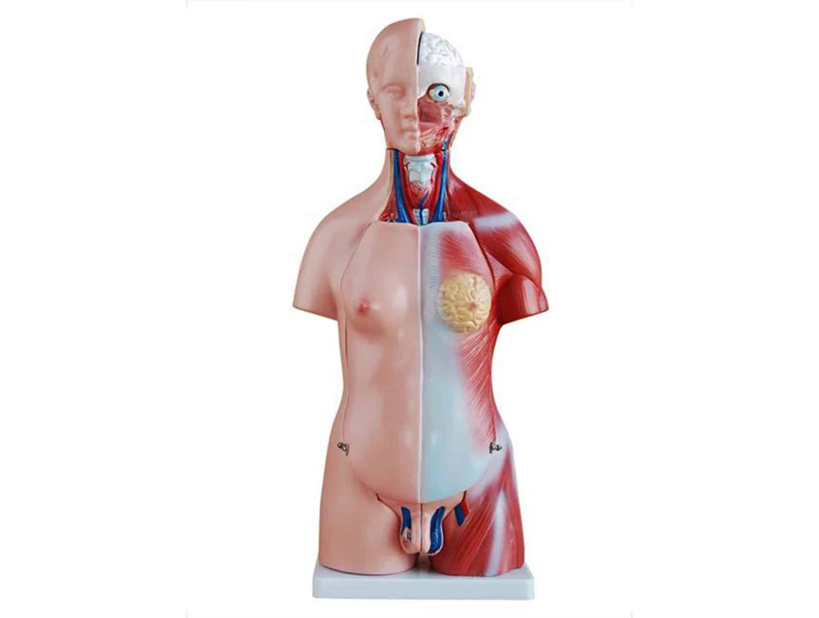 Articulation de l’epaule avec ligaments