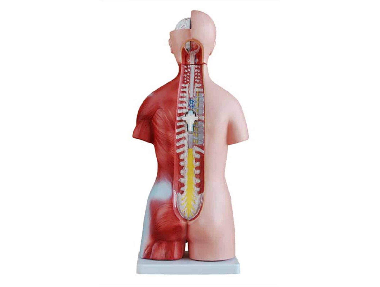 Torse unisex miniature 45 cm (23 pièces)