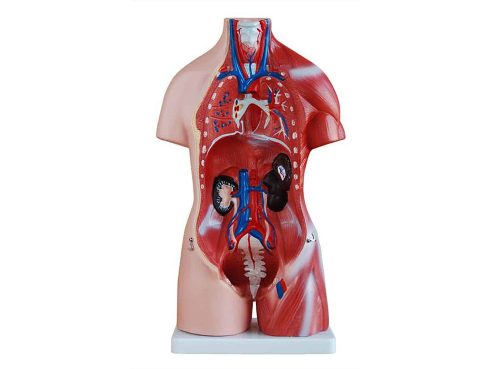 Torse unisex miniature 45 cm (23 pièces)