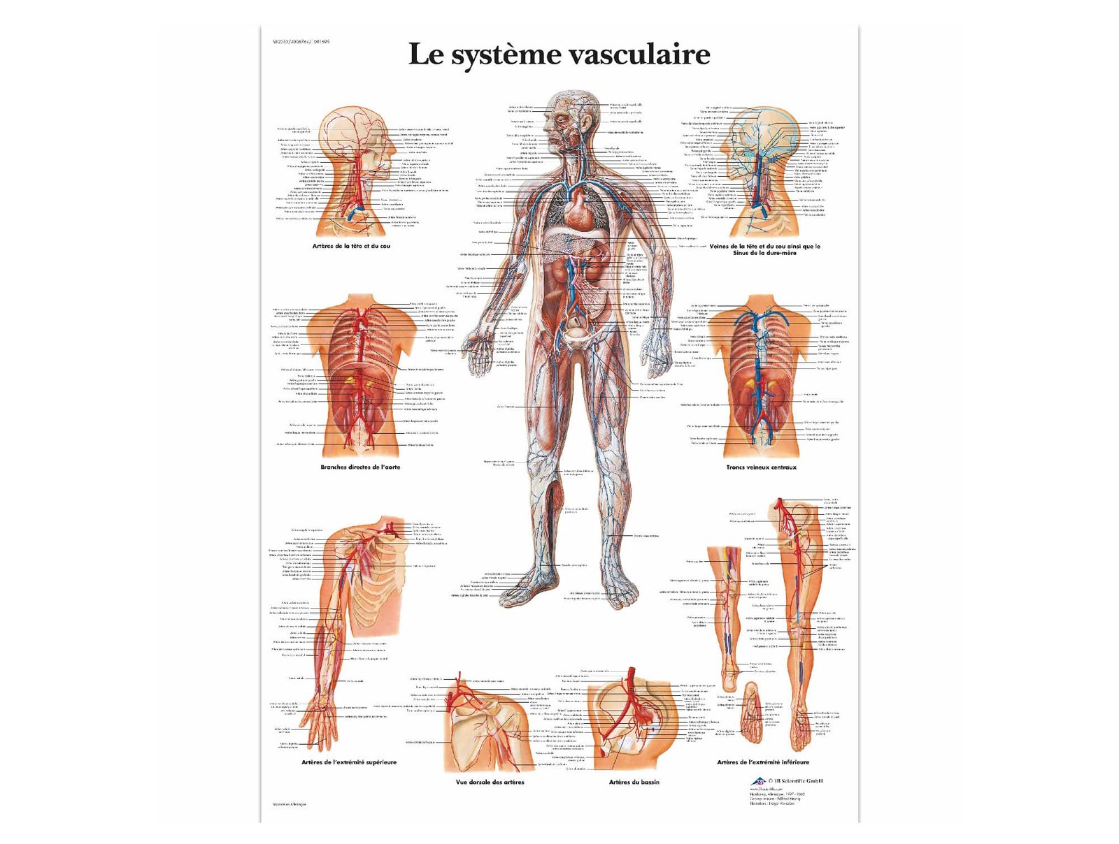 Vertèbres lombaires 3 pièces