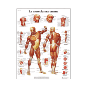 planche anatomique