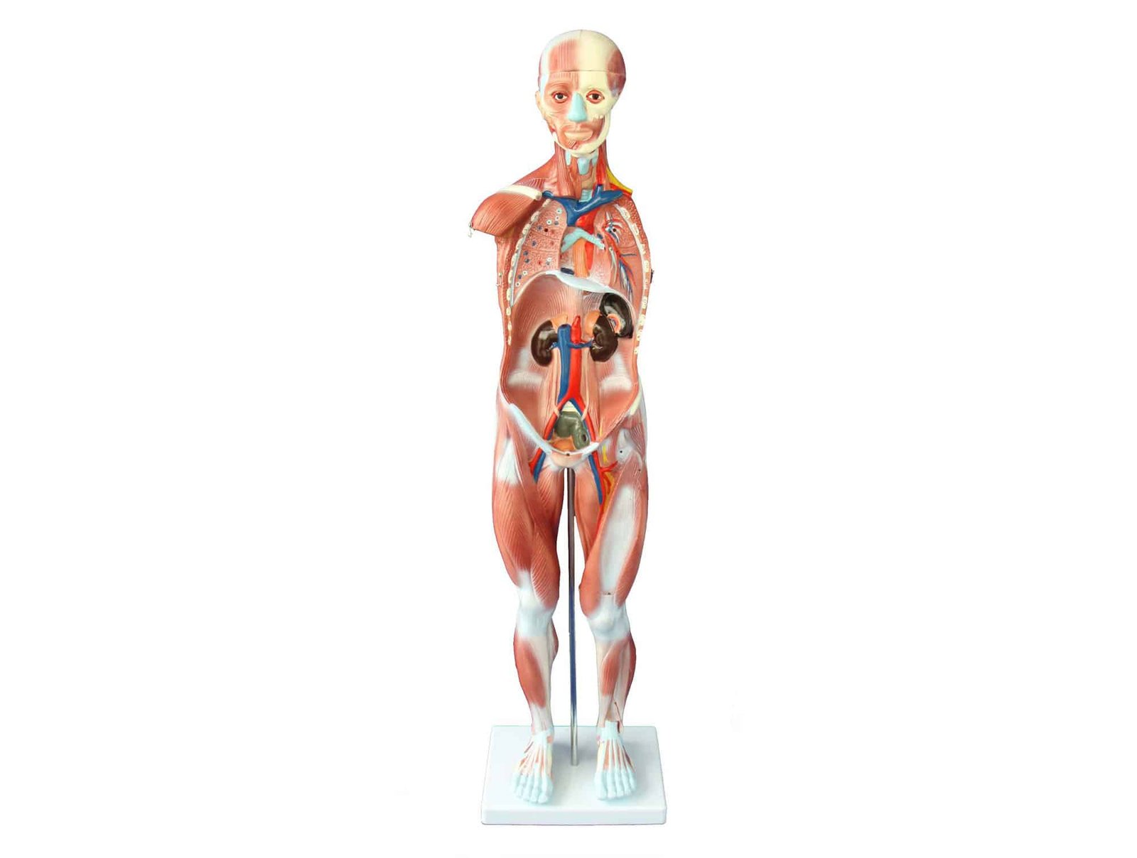 80cm de muscle humain Mâle (27 Pièces)