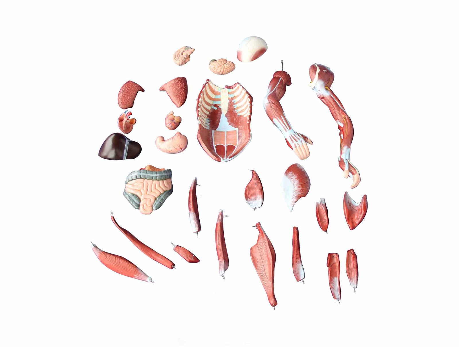 80cm de muscle humain Mâle (27 Pièces)