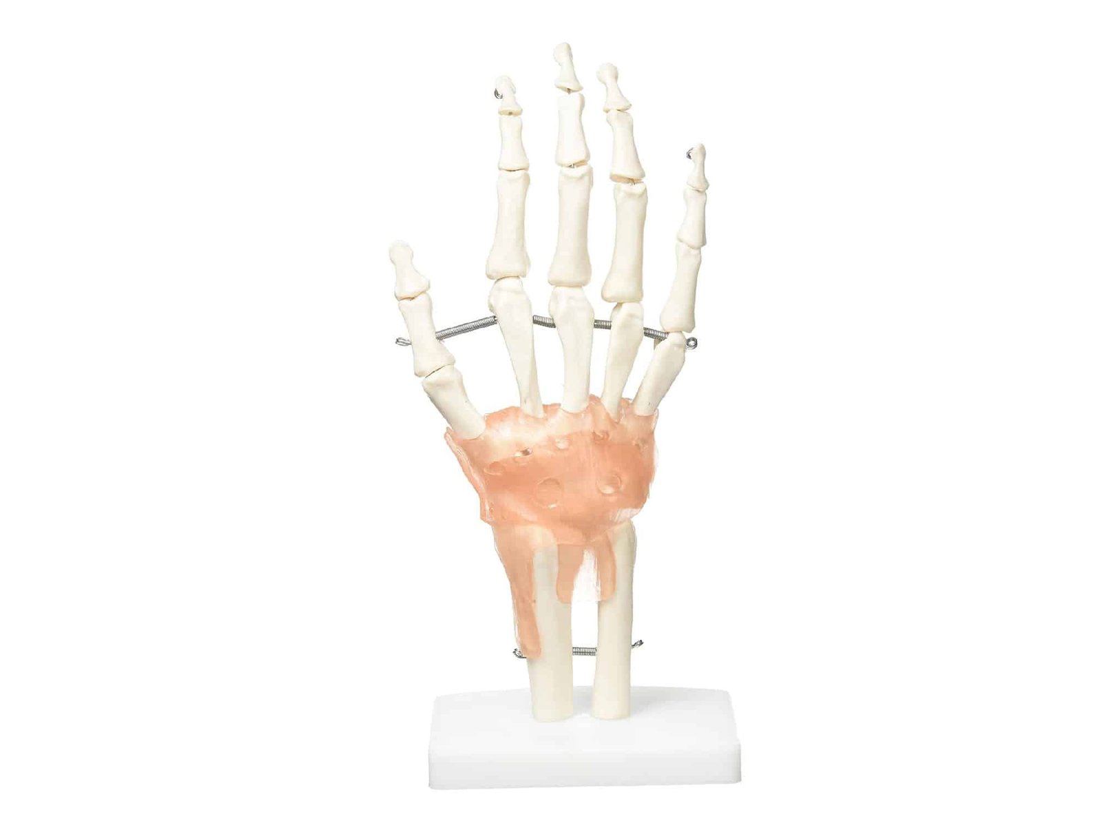 Articulation de la main avec ligaments