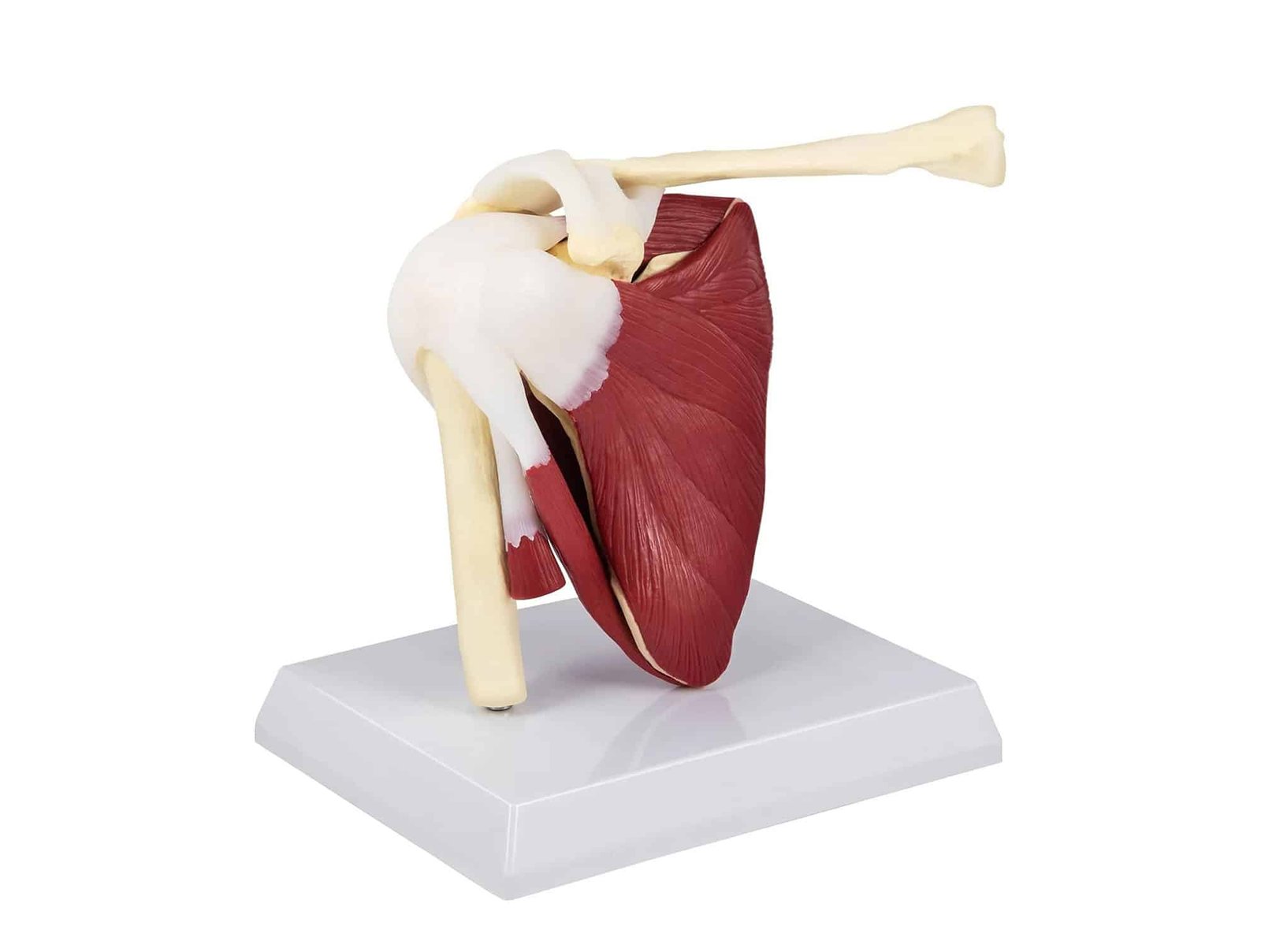 Articulation d'épaule musclée