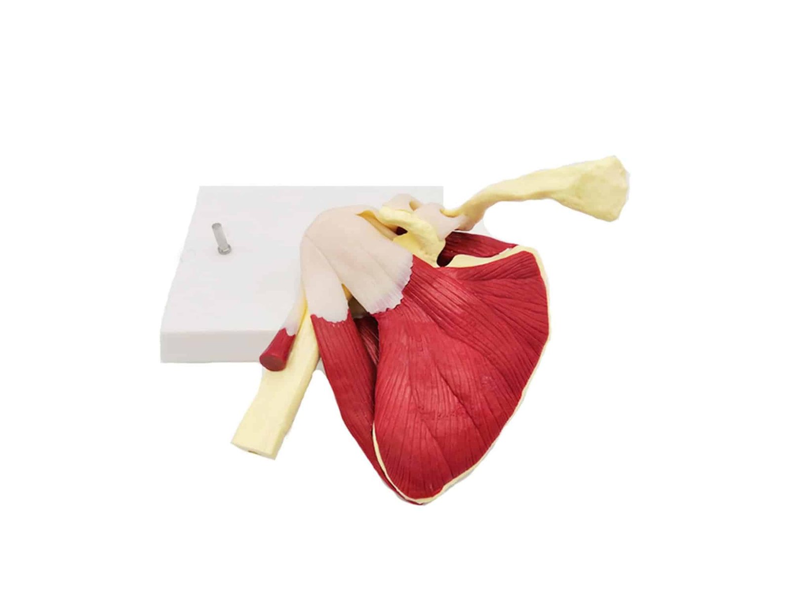 Articulation d'épaule musclée