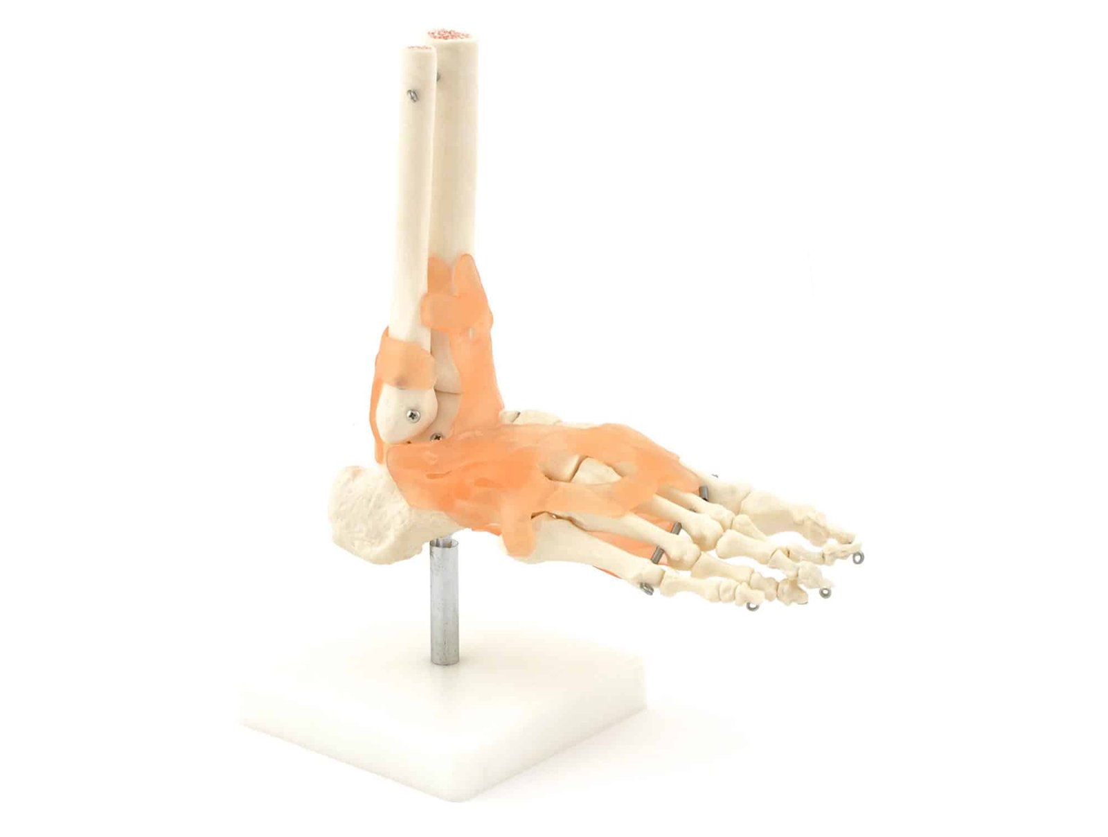 Articulation du pied avec ligaments