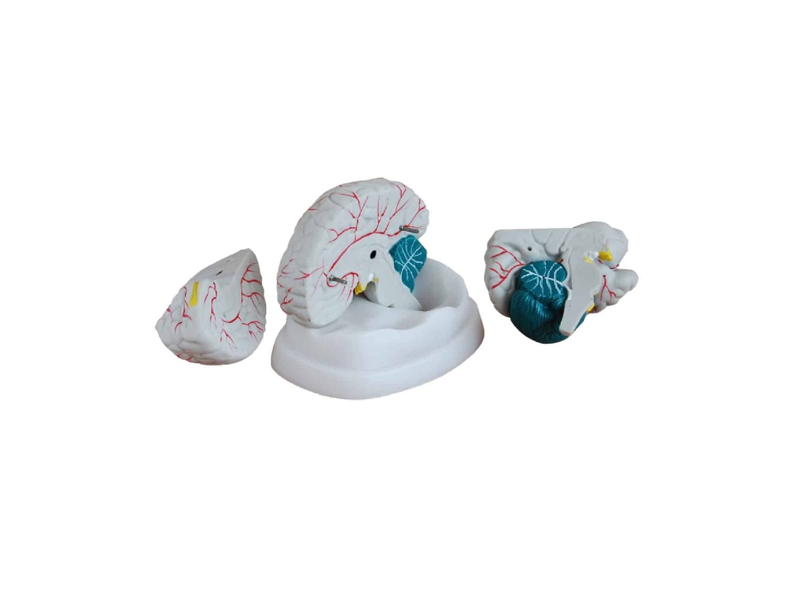 Cerveau en 3 pièces