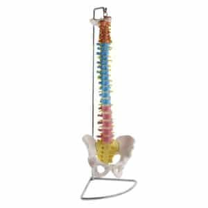 Colonne vertébrale avec bassin flexible