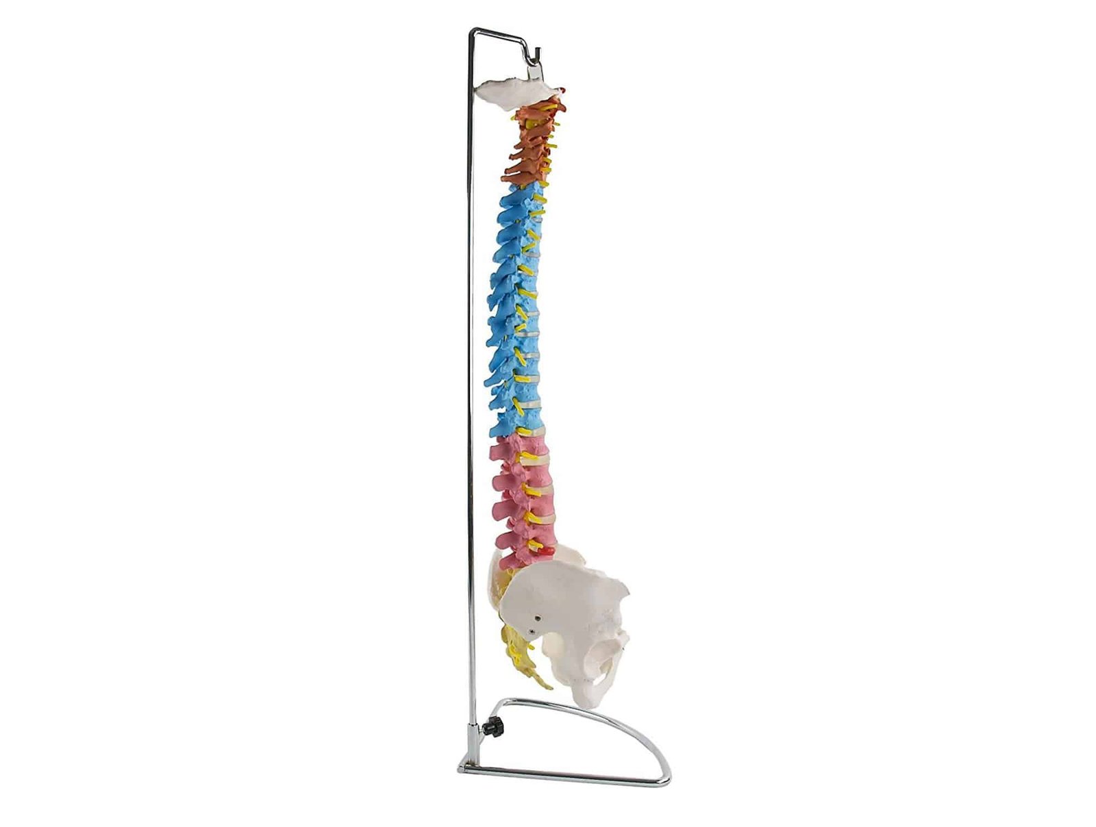 Colonne vertébrale avec bassin flexible