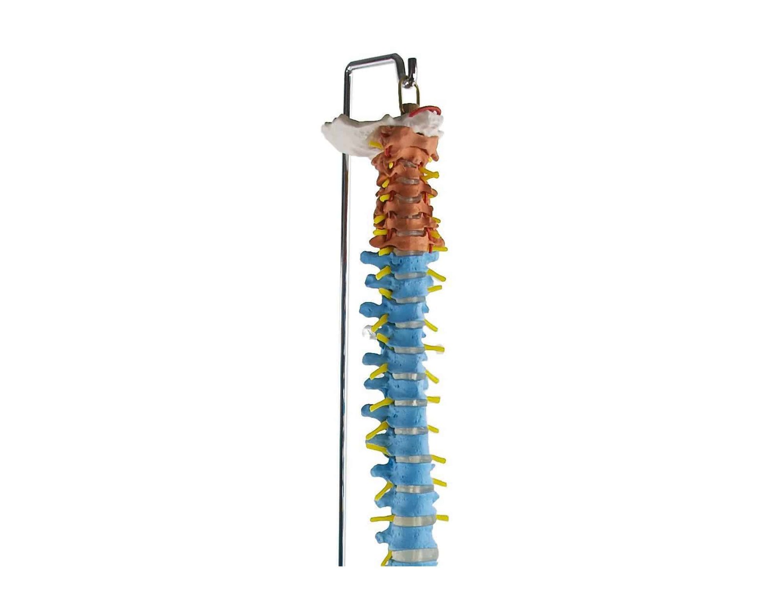 Colonne vertébrale avec bassin flexible