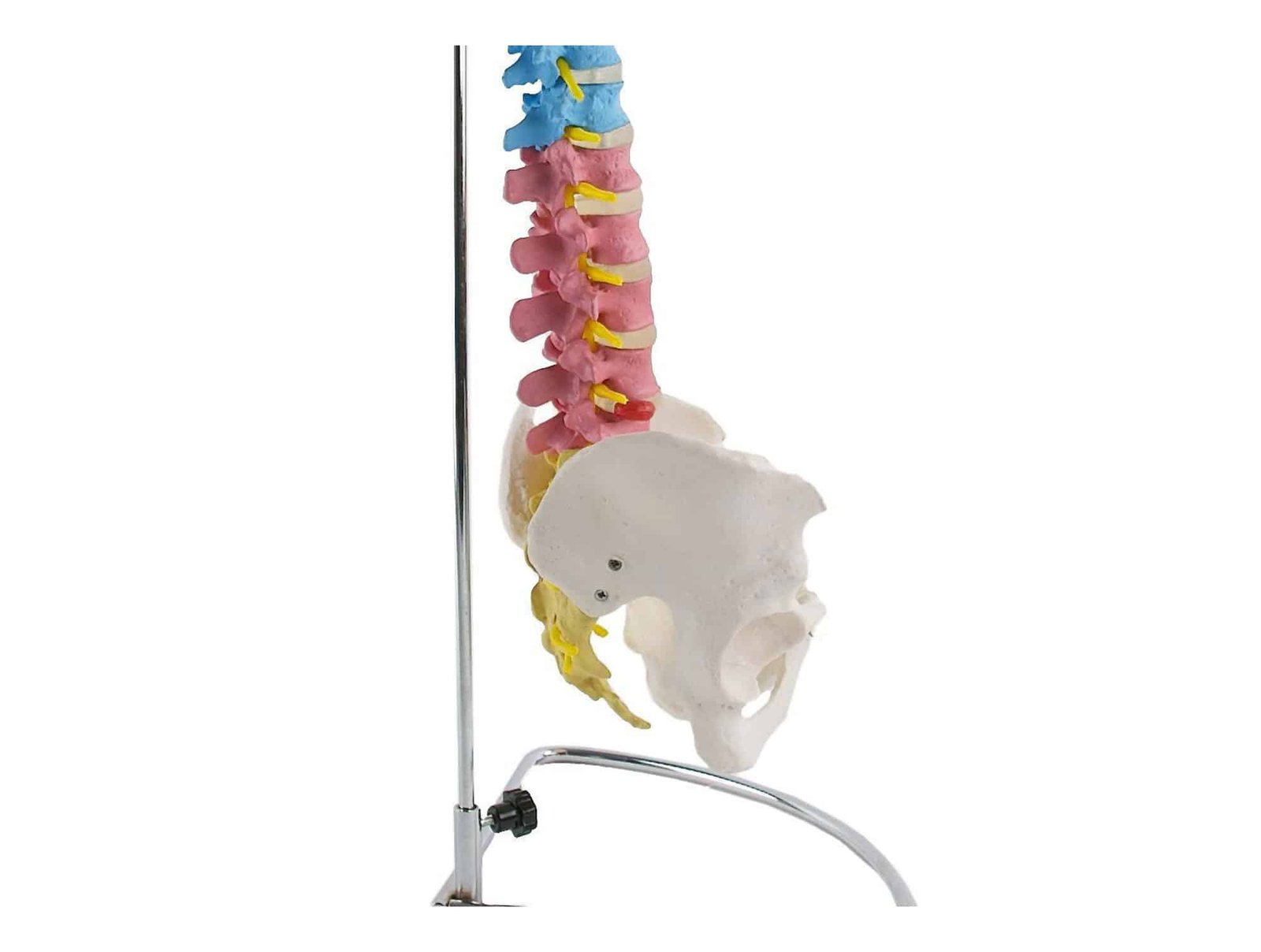 Colonne vertébrale avec bassin flexible