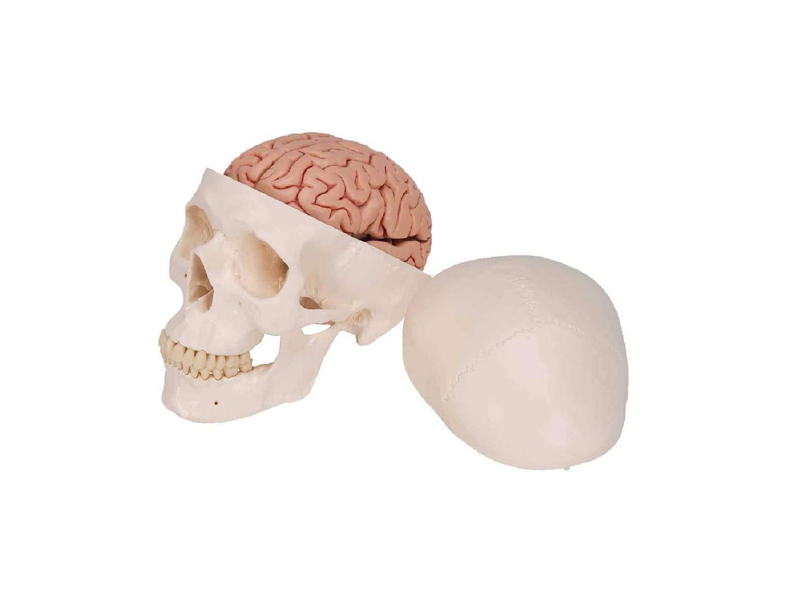 Crâne avec cerveau, en 8 parties