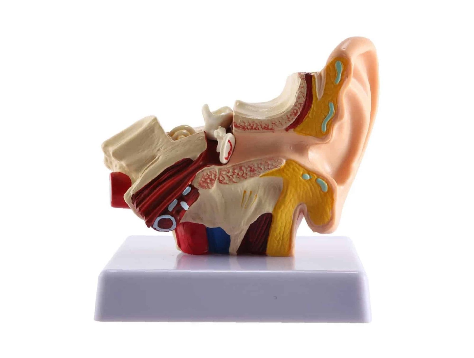Modèle d'oreille de bureau