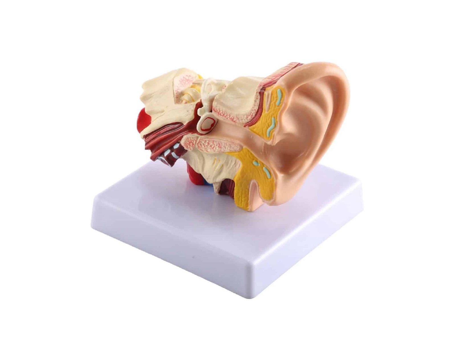 Modèle d'oreille de bureau