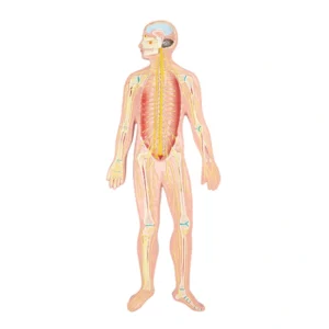 Modèle anatomique du système nerveux