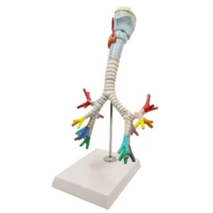 Modèle Agrandi de Larynx Humain